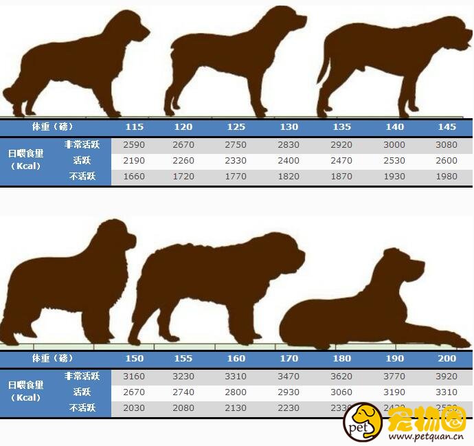 狗狗喂食量标准一览,喂养剂量和体重有关(附带食量对照表)