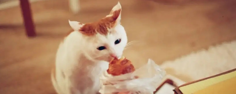 猫一般吃什么食物