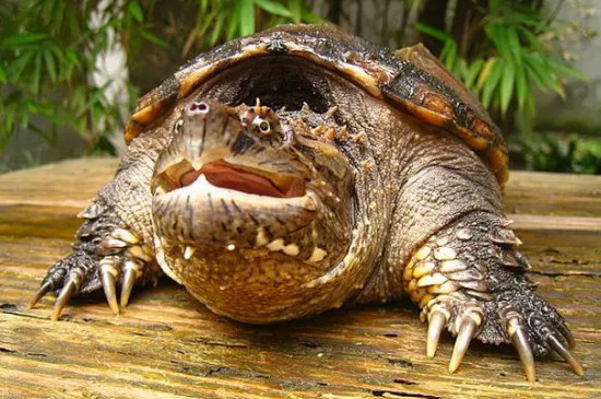鳄龟会冬眠吗