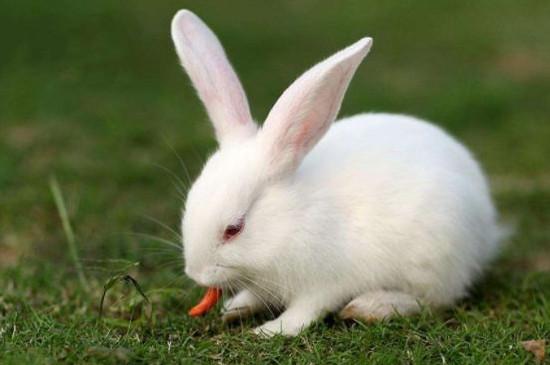 小白兔怎么养