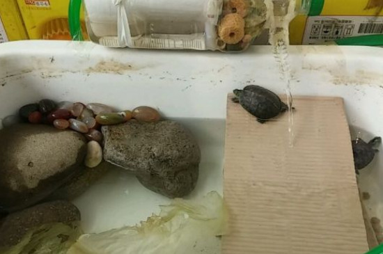 自制乌龟缸的制作方法