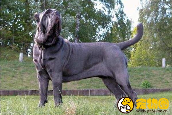 马士提夫犬是超大型犬,一餐能吃一大桶粮食(庄严高贵)