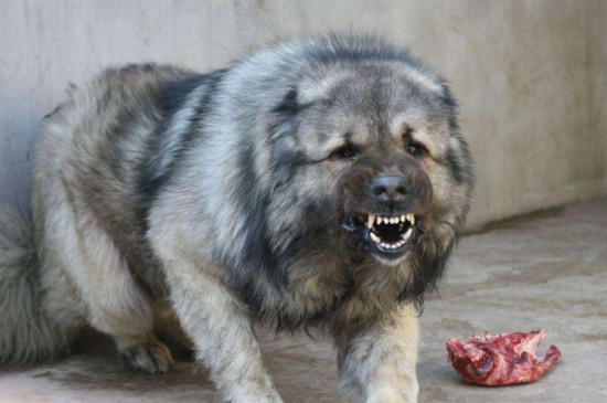 高加索猎狼犬图片图片