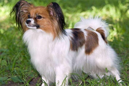 蝴蝶犬幼犬的特征,耳朵自立性格活泼身形较小