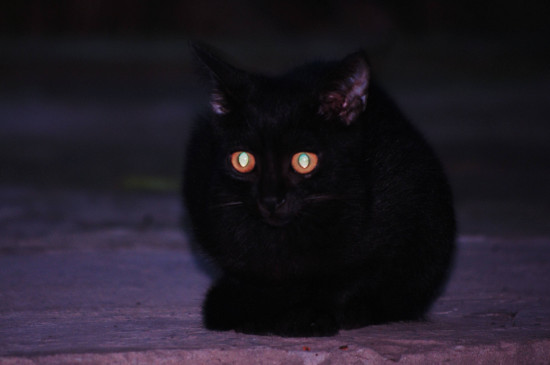 猫咪大全  晚上的光线比较暗,但小猫眼睛的瞳孔可以放到很大,可
