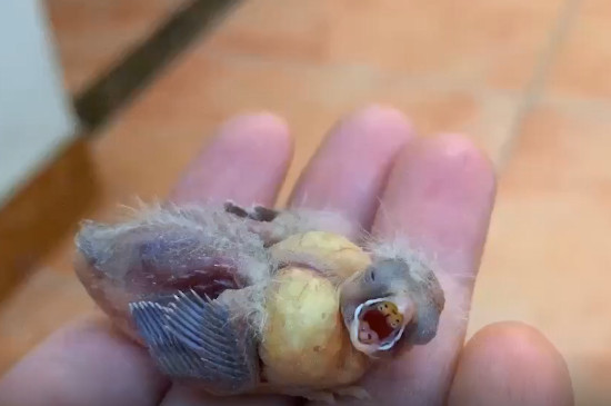 珍珠鸟幼鸟 喂养图片