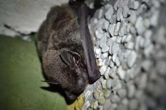 蝙蝠睡觉的姿势是图片