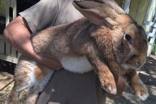 世界上最大的兔子吓人图片