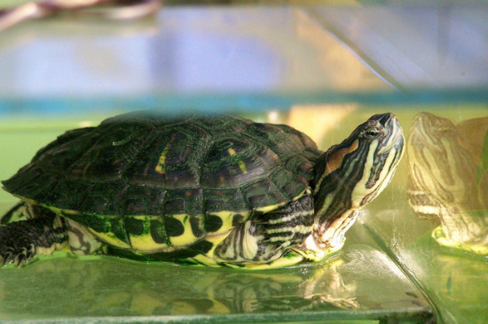巴西彩龟睡觉图片