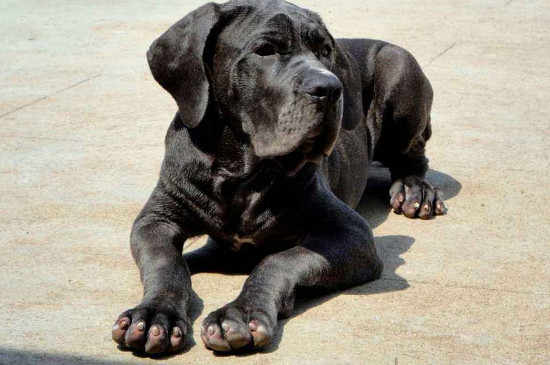 最大的古鬣犬有多大,已灭绝的巨鬣狗长2.5米高380公斤