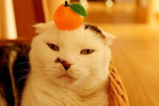 猫为什么不喜欢橘子的味道