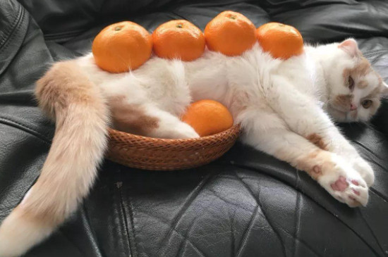 猫为什么不喜欢橘子的味道