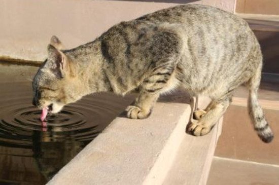 猫咪喝葡萄糖要兑水吗