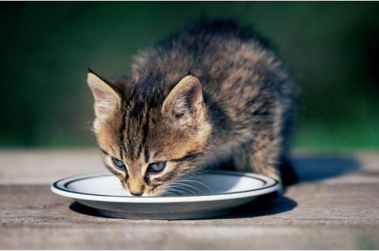 猫咪喝葡萄糖要兑水吗