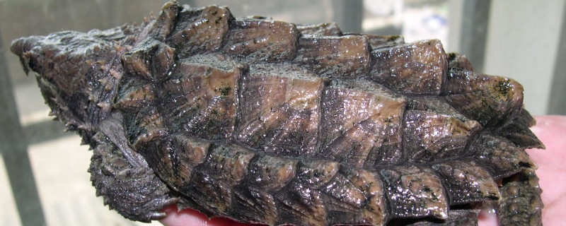 小鳄龟不吃食怎么回事