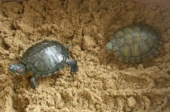 草龟怎么冬眠