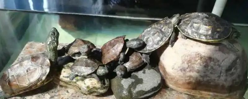 草龟怎么冬眠