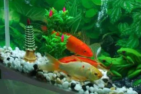 鱼缺氧几个小时会死