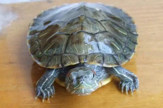 巴西龟怎么分辨公母