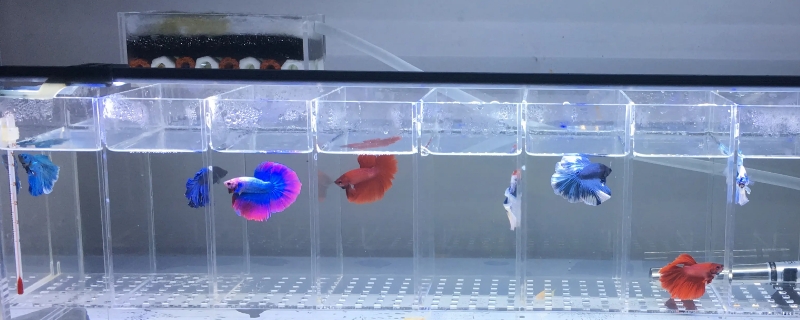 斗鱼可以用矿泉水养么