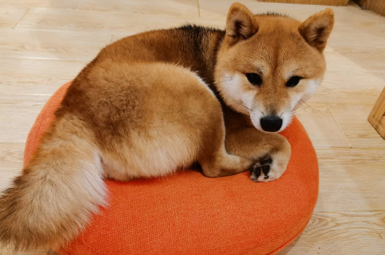 黄毛狗狗品种