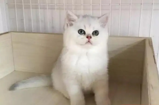 银渐层母猫会发腮吗
