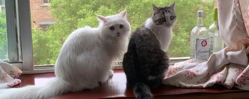 猫咪听得懂人话吗