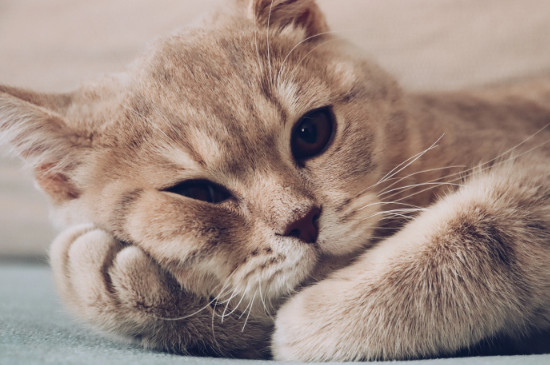猫咪多远能闻到主人的味道