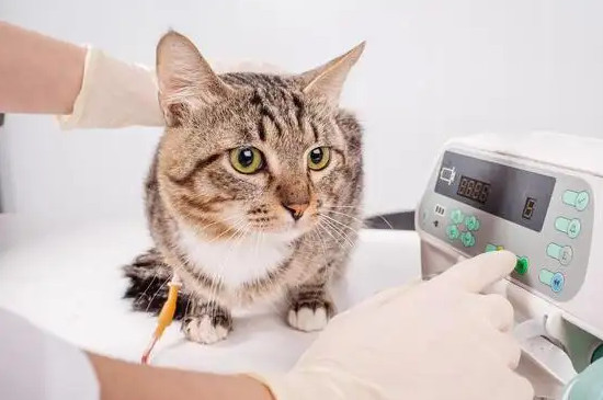 猫咪呕吐是什么原因?