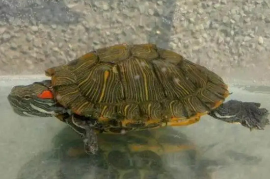 如何判断巴西龟冬眠还是死了