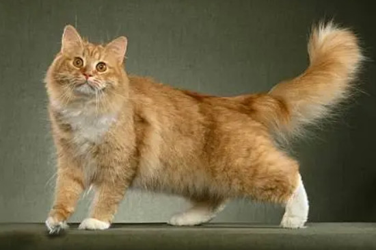 俄罗斯猫的品种有哪些