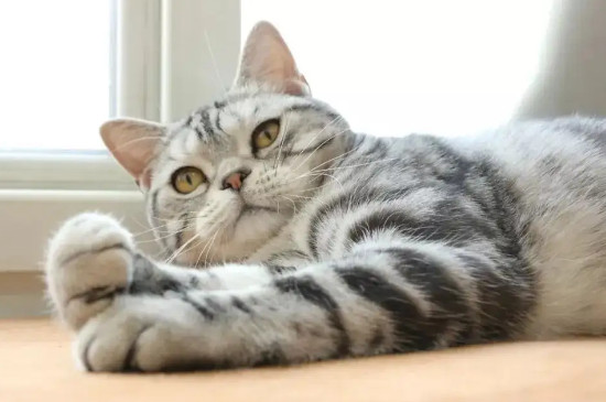 猫咪吃了熟蛋白会怎么样