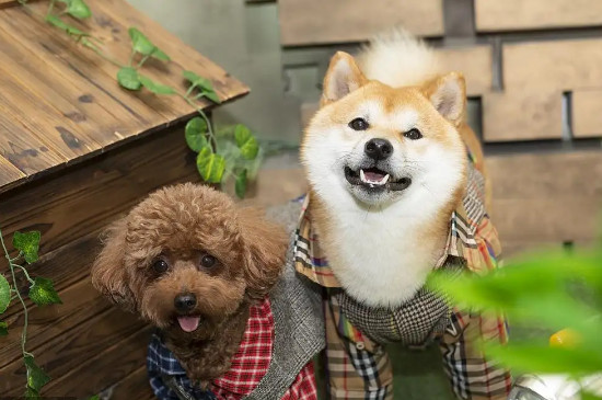 狗可以喝自来水吗