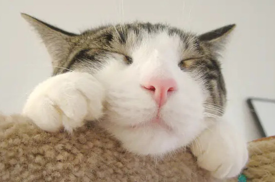 猫咪白天睡觉晚上闹腾怎么办