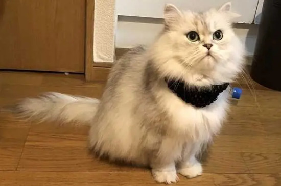 猫咪白天睡觉晚上闹腾怎么办