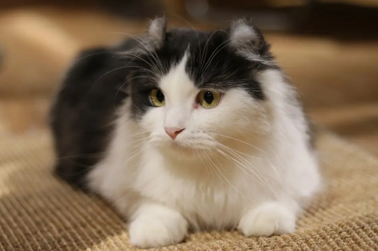 猫吃蟑螂会有事吗