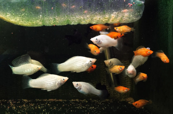 皮球鱼水温多少度最适合
