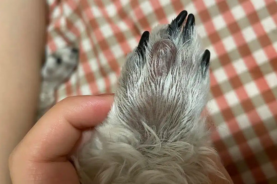 狗爪子缝隙红肿是怎么回事