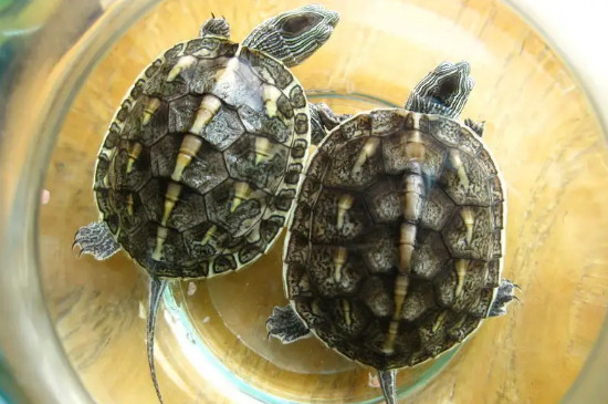 不同品种的乌龟可以放在一起养吗