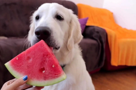 狗可以吃西瓜吗