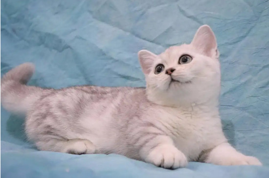 银渐层猫的性格特点