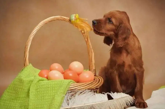 狗狗可以吃生鸡蛋吗