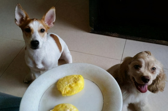 狗狗可以吃生鸡蛋吗