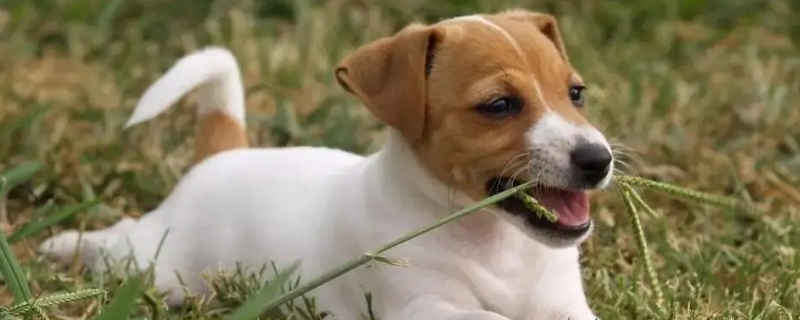 狗能吃香菇吗