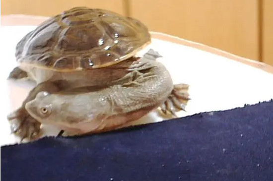乌龟有多少品种