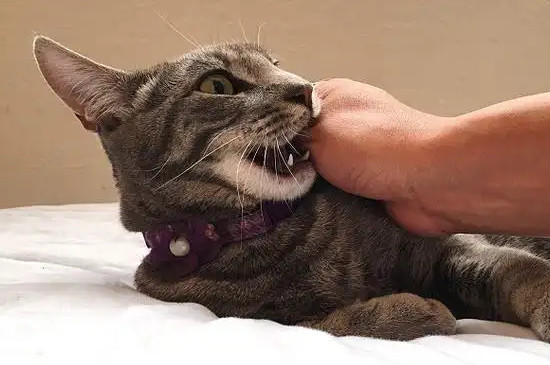 打完猫咪后如何让它消除恐惧