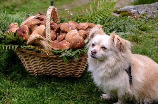 狗狗能吃香菇吗