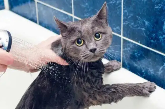 猫淋湿一宿会死吗