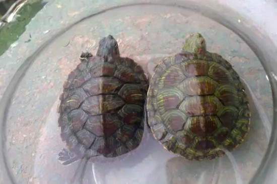 龟怎么辨别是公还是母