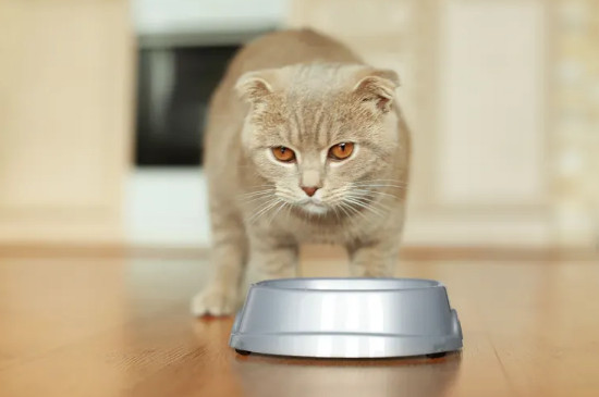 猫咪可以吃巴沙鱼吗